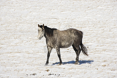 马在雪中水平乡村动物牧场照片图片