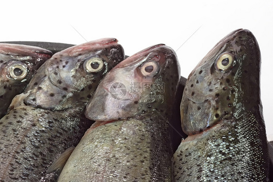 鱼头营养海鲜生活食物鳟鱼平底锅养殖制品眼睛图片