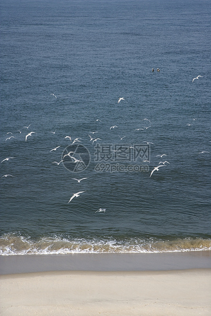 海鸥在海滩上飞翔高角度自然界鸟类海岸线风景鸟瞰图海景海洋海浪照片图片