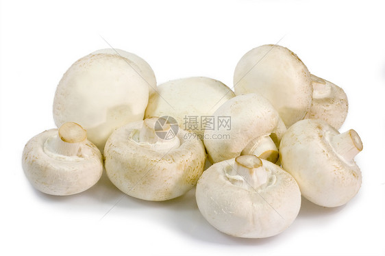 香农厨房食物森林白色蘑菇味道植物营养植物学芳香图片