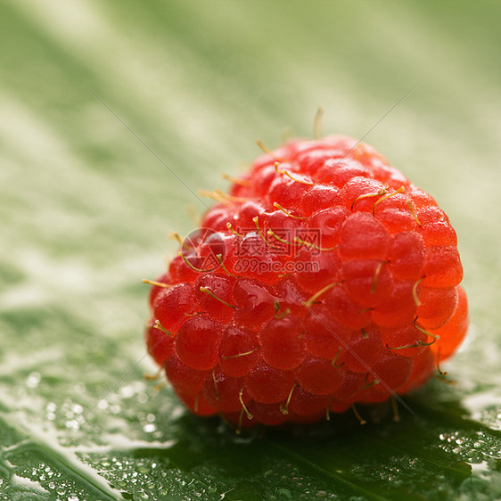 一片草莓对象静物工作室生产覆盆子饮食小吃水果浆果食物图片