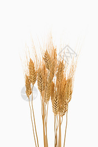 小麦植物作物食物谷类粮食图片
