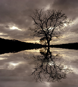 树天空农村镜子季节天堂生长自由孤独木头洪水图片
