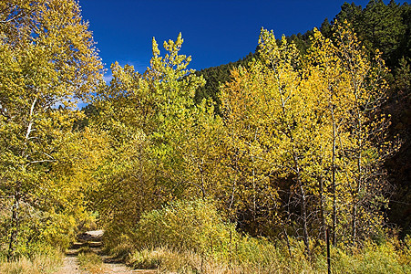 秋季乡村公路黄色地区季节后路森林树木浪漫情绪化季节性国家图片
