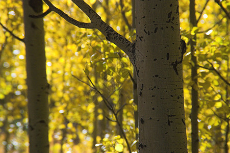 秋天的科罗拉多黄色阿斯彭树图片