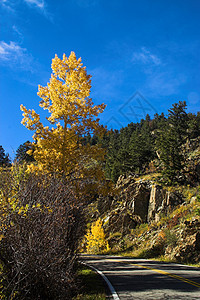 秋季乡村公路地区季节情绪化树木浪漫金子黄色后路季节性国家图片