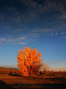 秋树花多彩情绪化天空森林金子橙子树木日落树叶蓝色图片