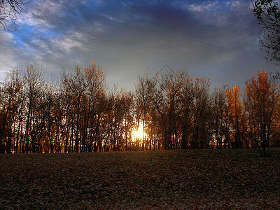 森林日出树叶日落蓝色情绪化天空橙子树木图片
