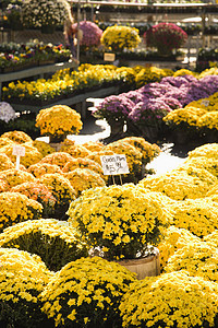 秋花绿化植物菊科菊花园林市场园艺花朵中心妈妈图片
