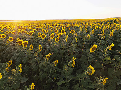 农业领域花朵风景农村乡村植物季节农田年度黄色生长图片