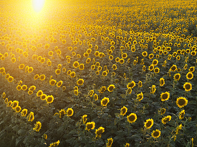 向日葵场场地季节阳光菊科花朵年度日落太阳风景农业图片