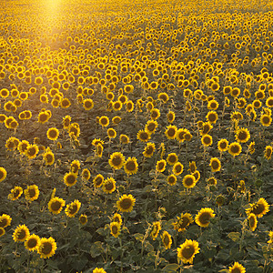 向日葵场场地太阳正方形黄色年度季节花朵生长菊科农村图片