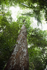 高树植物绿色热带自然植被森林林地低角度雨林风景图片