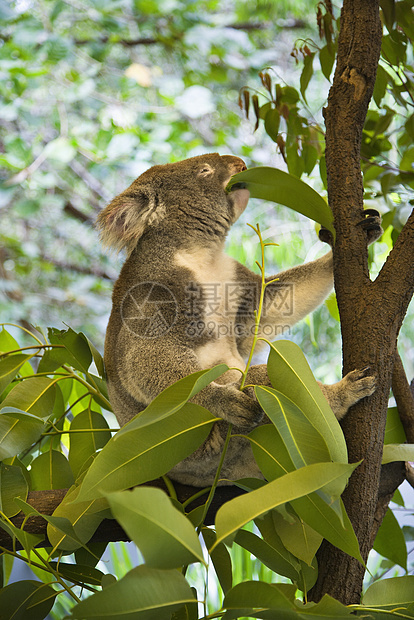 Koala在树上植被荒野森林哺乳动物野生动物树叶食草考拉栖息地叶子图片