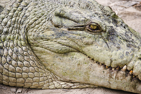 鳄鱼头山脊危险皮肤鳞片状水平照片动物荒野野生动物眼睛图片