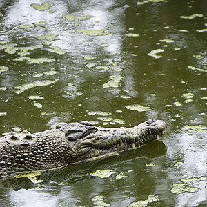 鳄鱼游泳沼泽野生动物荒野动物危险湿地鳞片状正方形爬虫栖息地图片