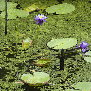 水里百合沼泽植被睡莲植物风景叶子照片绿色正方形荷花图片