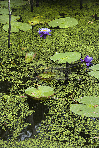 水里百合风景睡莲叶子荷花植被植物池塘绿色照片沼泽图片