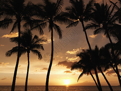 日落时毛伊棕榈树图片