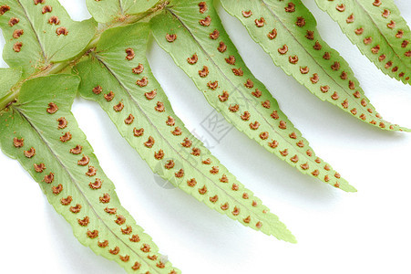 费尔绿色宏观孢子植物叶子植物群植物学图片