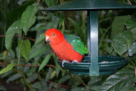红绿鹦鹉图片