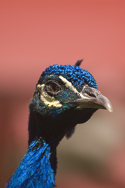 印度蓝孔雀克里斯蒂塔斯省蓝色鸡冠花眼睛孔雀男性图片