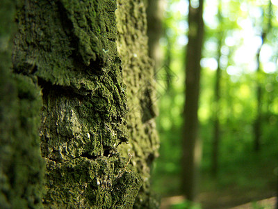 转轮板栗森林木头裂缝宏观绿色公园白色黑色图片