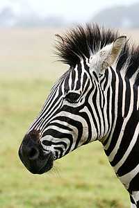 Zebra 肖像条纹白色哺乳动物黑色野生动物动物园食草鬃毛荒野动物图片