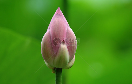 莲花生态宏观荒野百合植物群粉色植物学活力绿色植物图片