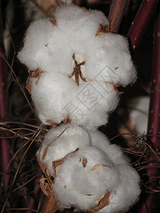棉花收成水果软垫白色纤维纺织品植物背景图片