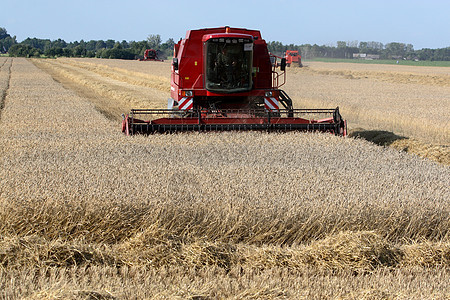 机器采集燕麦小麦场地食物小黑麦玉米面包机械收获企业图片