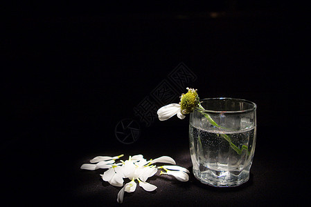 菊花玻璃白色黄色玫瑰绿色黑色图片