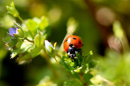 植物上的Ladybug植物学动物天线草地生态叶子动物学树叶甲虫漏洞图片