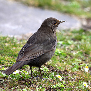 黑鸟女性翅膀场地地面野生动物花园羽毛荒野唱歌眼睛图片