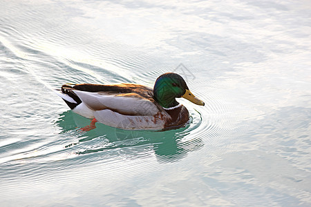 游泳鸭鸟类绿色黄色荒野动物羽毛黑色白色棕色男性图片
