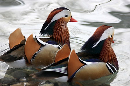 两只普通鸭鸟类白色红色蓝色眼睛翅膀荒野野生动物黑色游泳图片