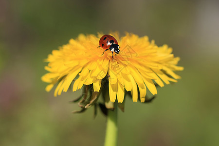 黄花上的Ladybug动物宏观植物群昆虫植物草地漏洞植物学环境叶子图片