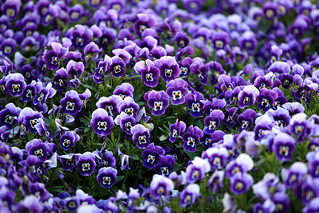 维奥洛拉花场地黄色团体三色花园绿色生态环境花朵季节性图片