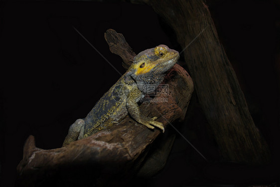 利兹扎尔德动物舌头情调捕食者皮肤爬虫照片异国生物干草图片