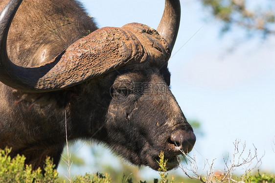 喂养水牛巨头动物群喇叭野牛植物区系食草旅行统治力动物图片
