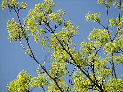带有树树的自然背景绿色天空图片