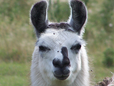 Llama 特写图片