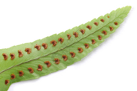 费尔绿色植物群孢子植物学植物宏观叶子图片