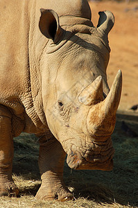 白犀牛哺乳动物荒野喇叭动物犀牛旅行成人野生动物耳朵动物群图片