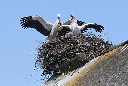在屋顶的巢中挖洞野生动物飞行白色脖子苍鹭动物翅膀栖息迁移天空图片