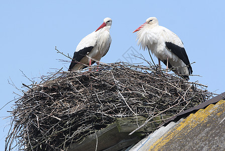 在屋顶的巢中挖洞飞行长腿迁移羽毛野生动物白色天空脖子苍鹭动物图片