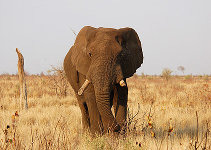 非洲大象象牙身体植物旅行怪物植物群荒野尾巴动物獠牙图片