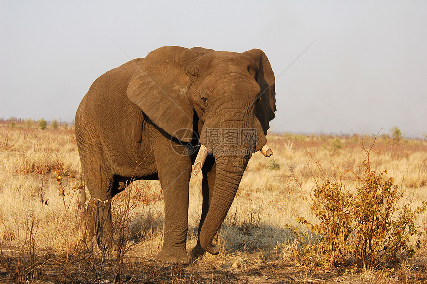 非洲大象植物群哺乳动物植物食草树干尾巴力量獠牙濒危象牙图片
