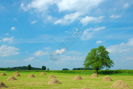 夏季风景地平线孤独农业蓝色牧场农村多云地面绿色环境图片