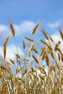 小麦的尖峰与天空稻草面包收割粮食生产培育农村场地蓝色种子图片